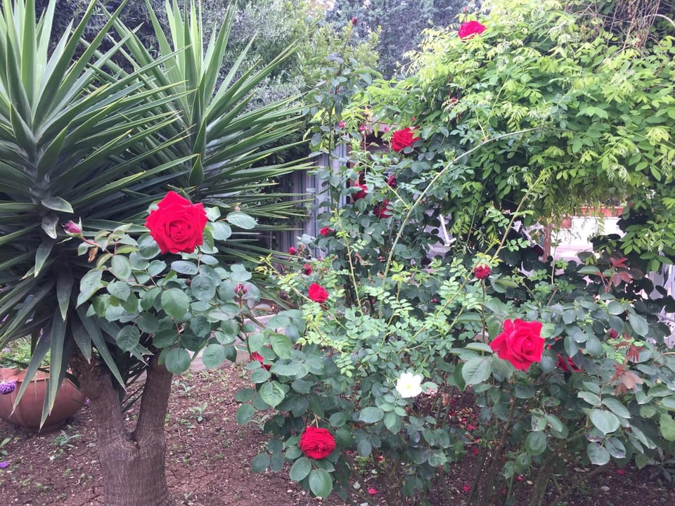 Il Giardino della Foglia Bed and Breakfast in Bari