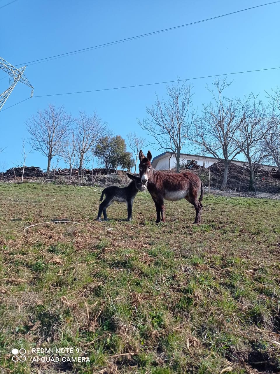 Animals
