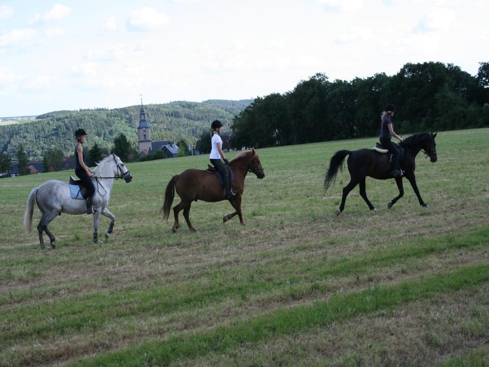 People, Horse-riding, Animals