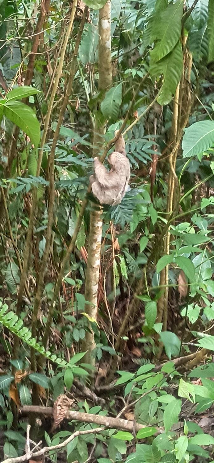 Selva Linda Lodge jungle wildlife vue and birdwatching Bed and Breakfast in Quepos