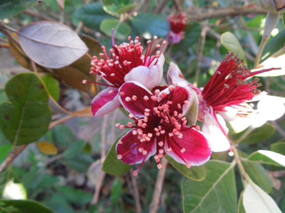 B&B S'ARROSA ANTIGA Bed and Breakfast in Sardinia