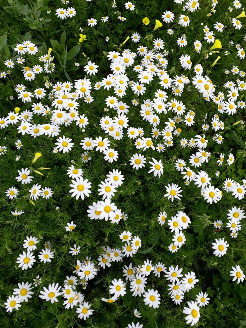 Spring, Other