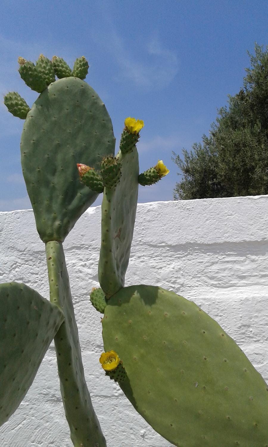 Lama Cupa Bed and Breakfast in Apulia
