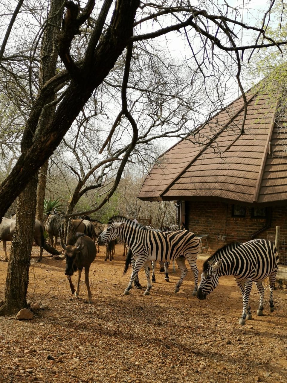 Animals
