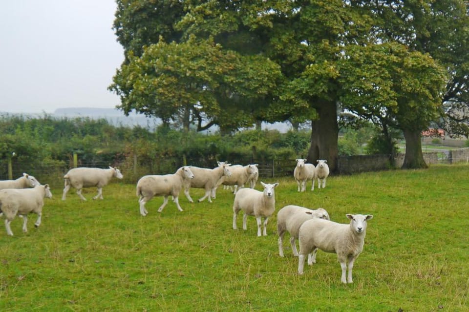 Animals