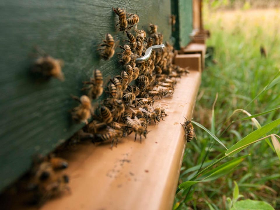 Property building, Garden