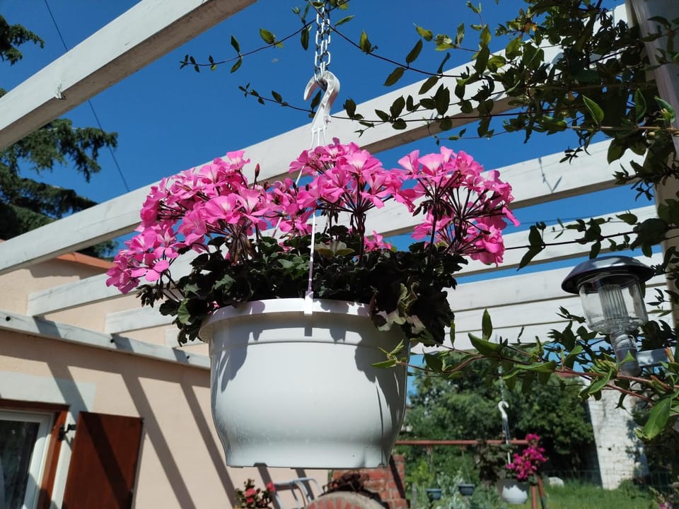 Day, Garden, Garden view