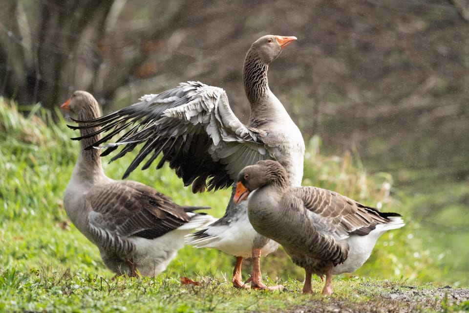 Chalé da Quinta "Lavoura da Bouça - Fruta Bio" Country House in Porto District