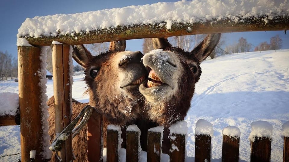 Winter, Animals