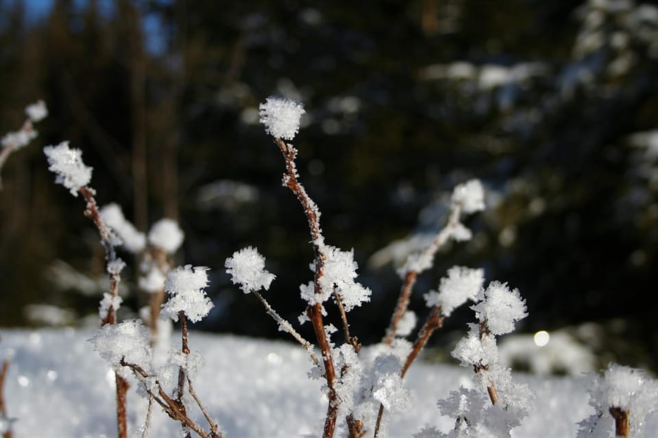 Winter, Garden