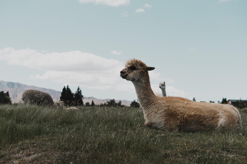 Animals, Pets