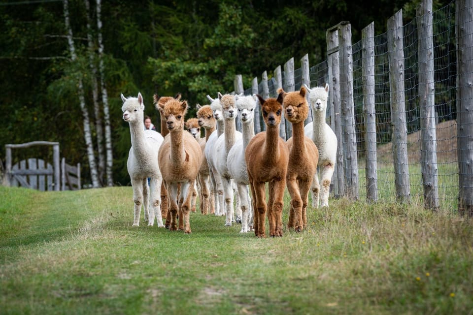 Animals