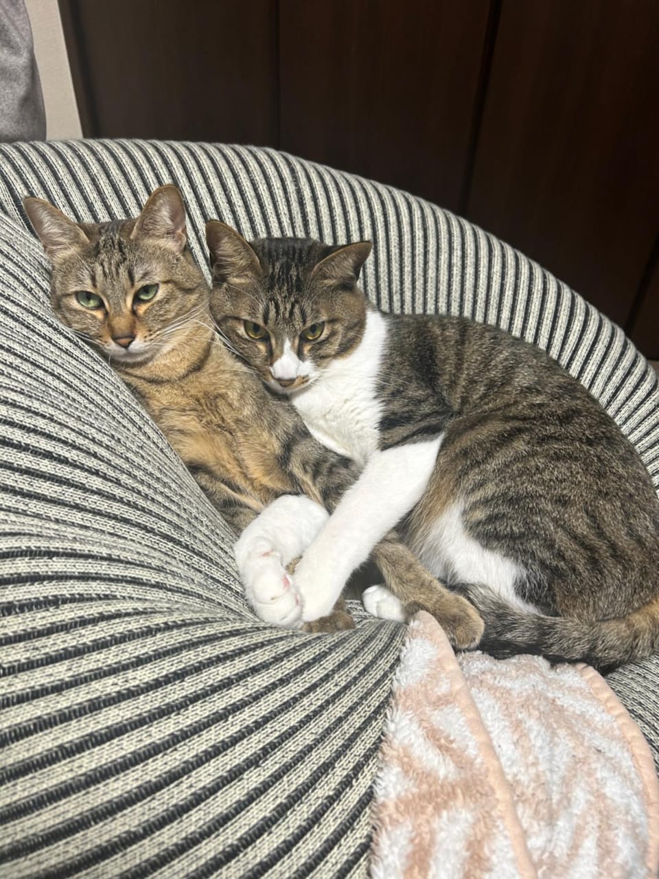 Pets