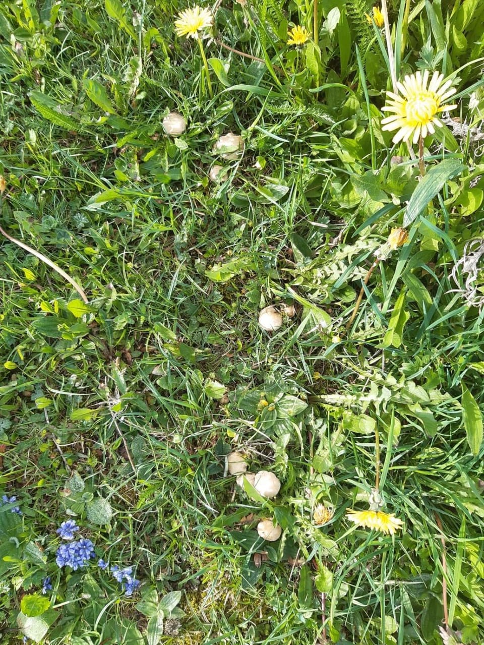 Spring, Natural landscape