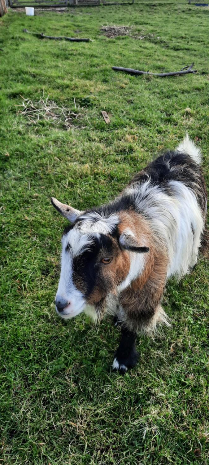 Animals, Pets