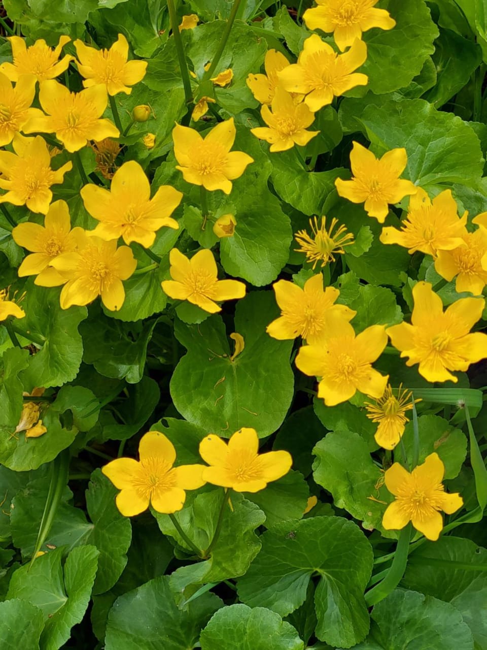 Spring, Day, Garden, Garden view