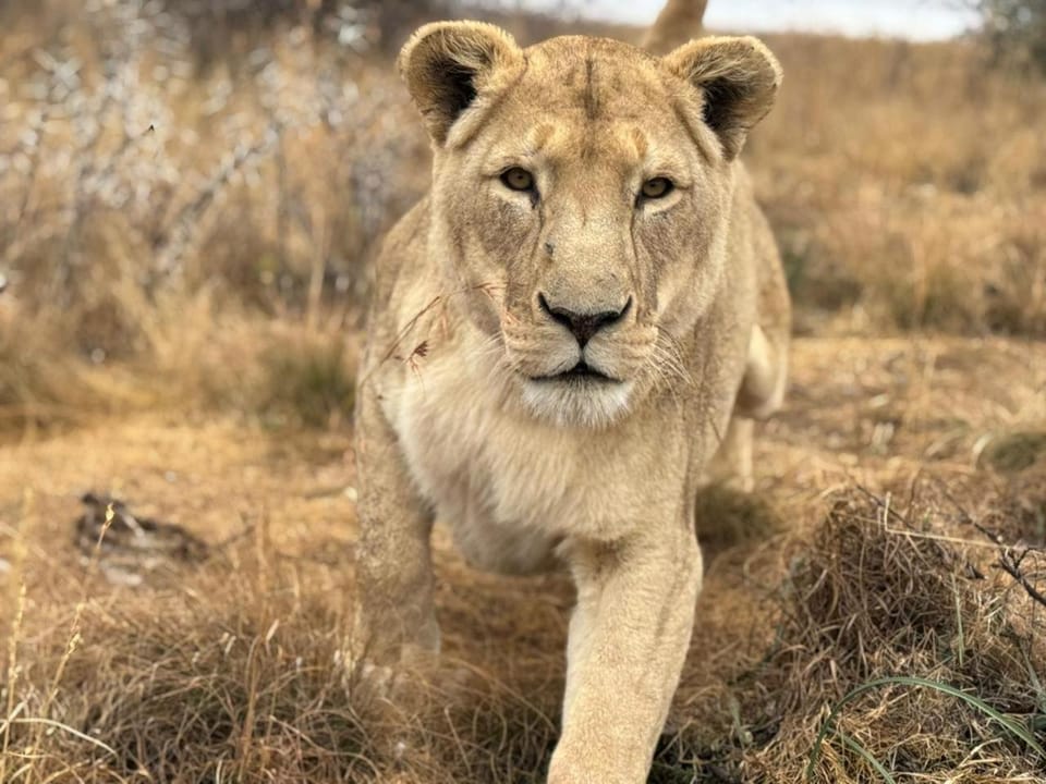 Weltevreden Game Lodge Nature lodge in South Africa