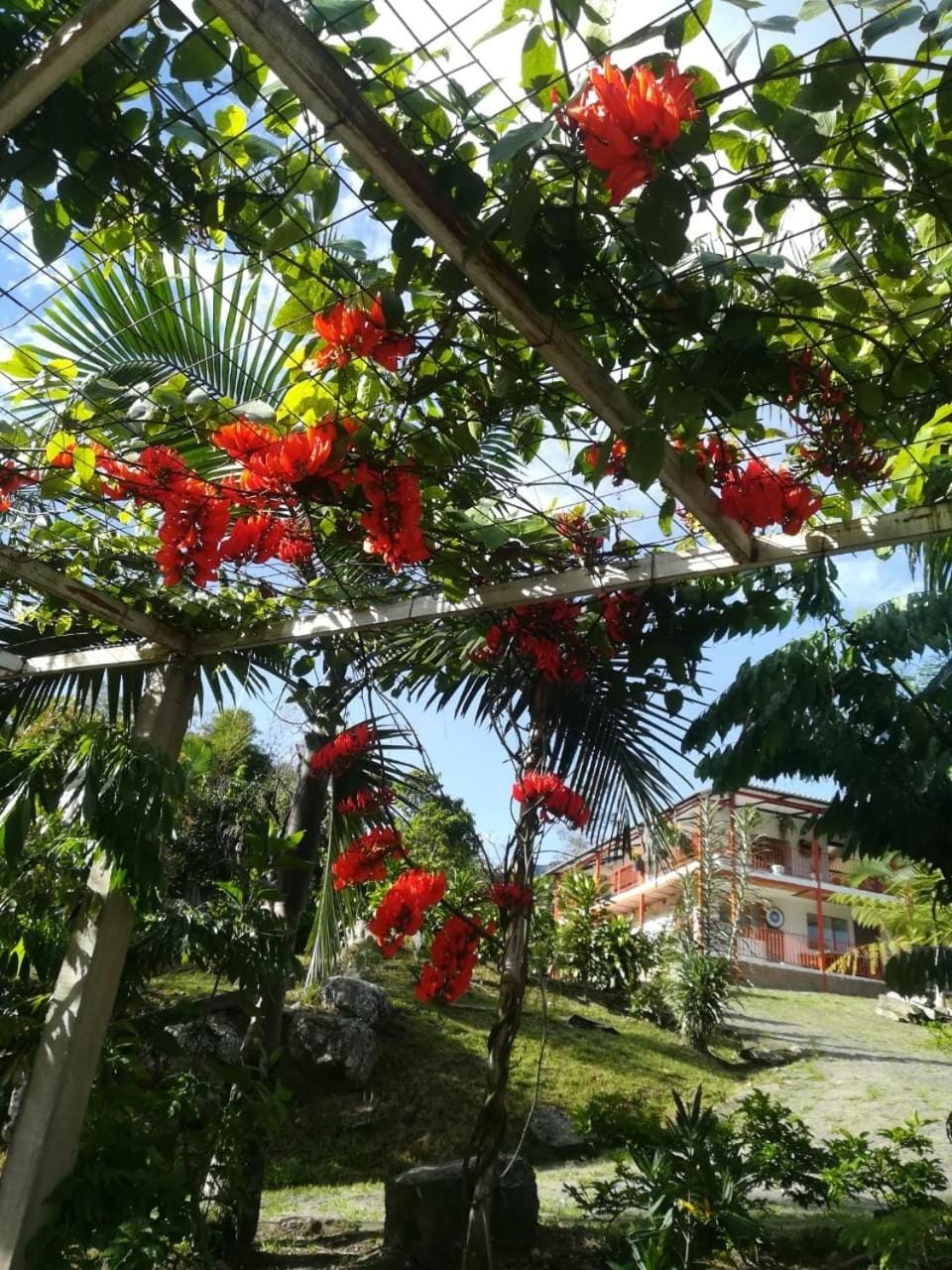 Garden view