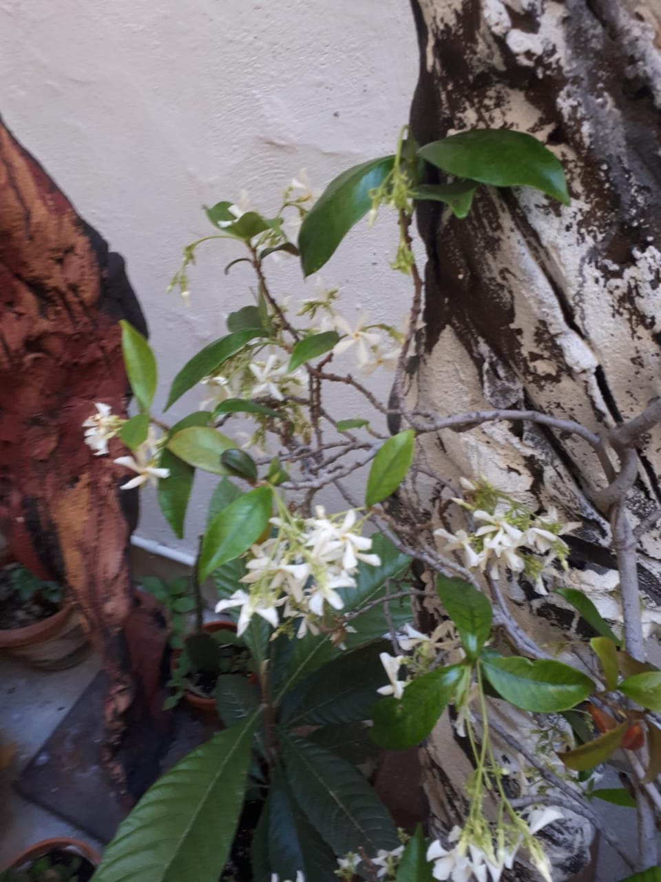 Garden, Decorative detail