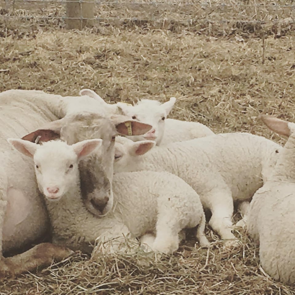 Animals