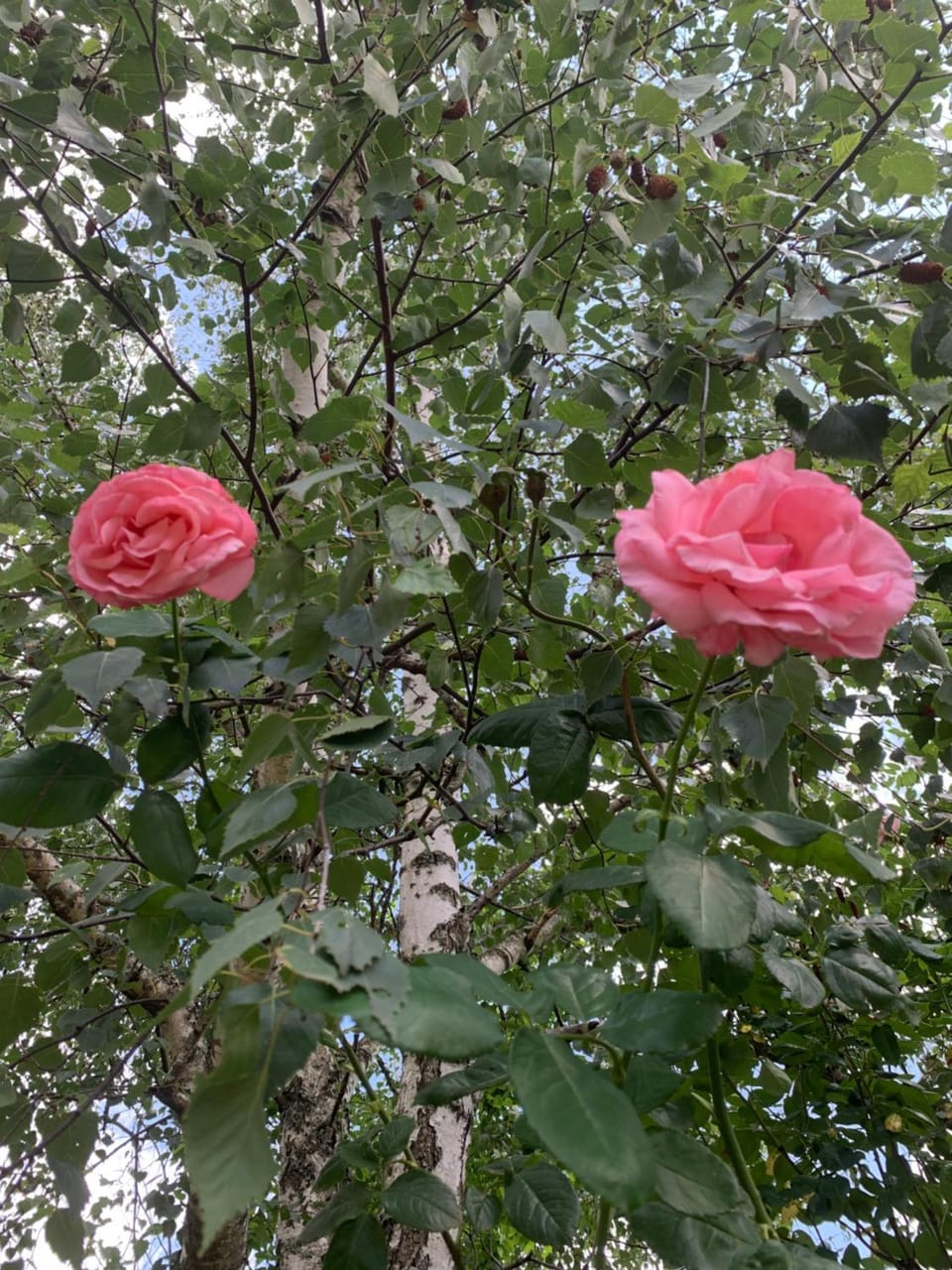 RESIDENCE ROKIA - Au fil de l*eau Apartment in Auvergne-Rhône-Alpes