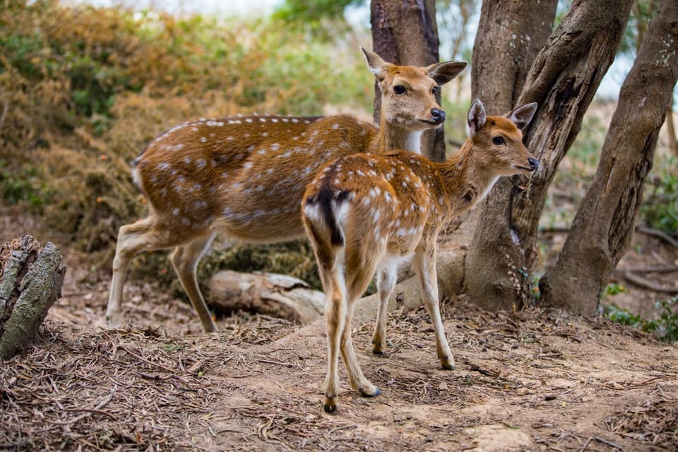 Animals