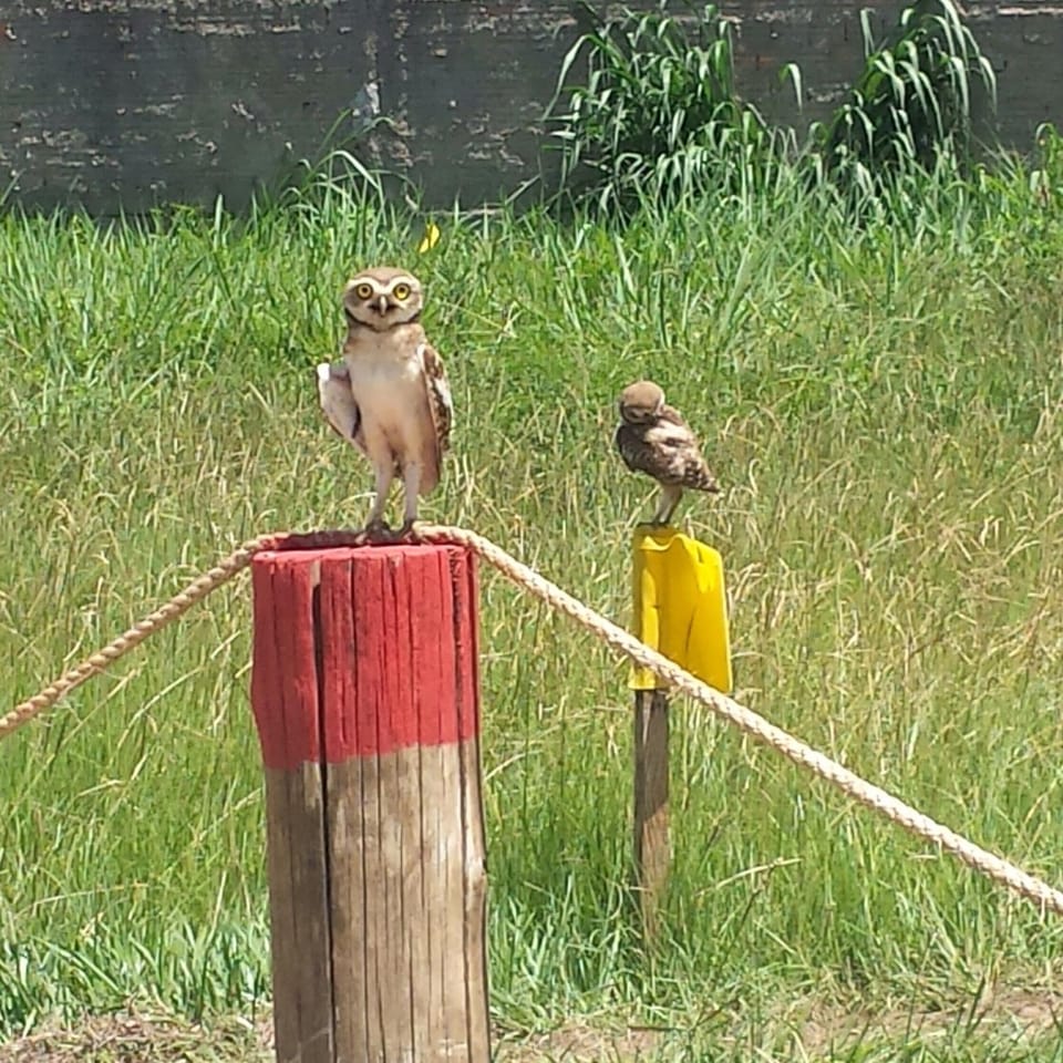 Day, Animals