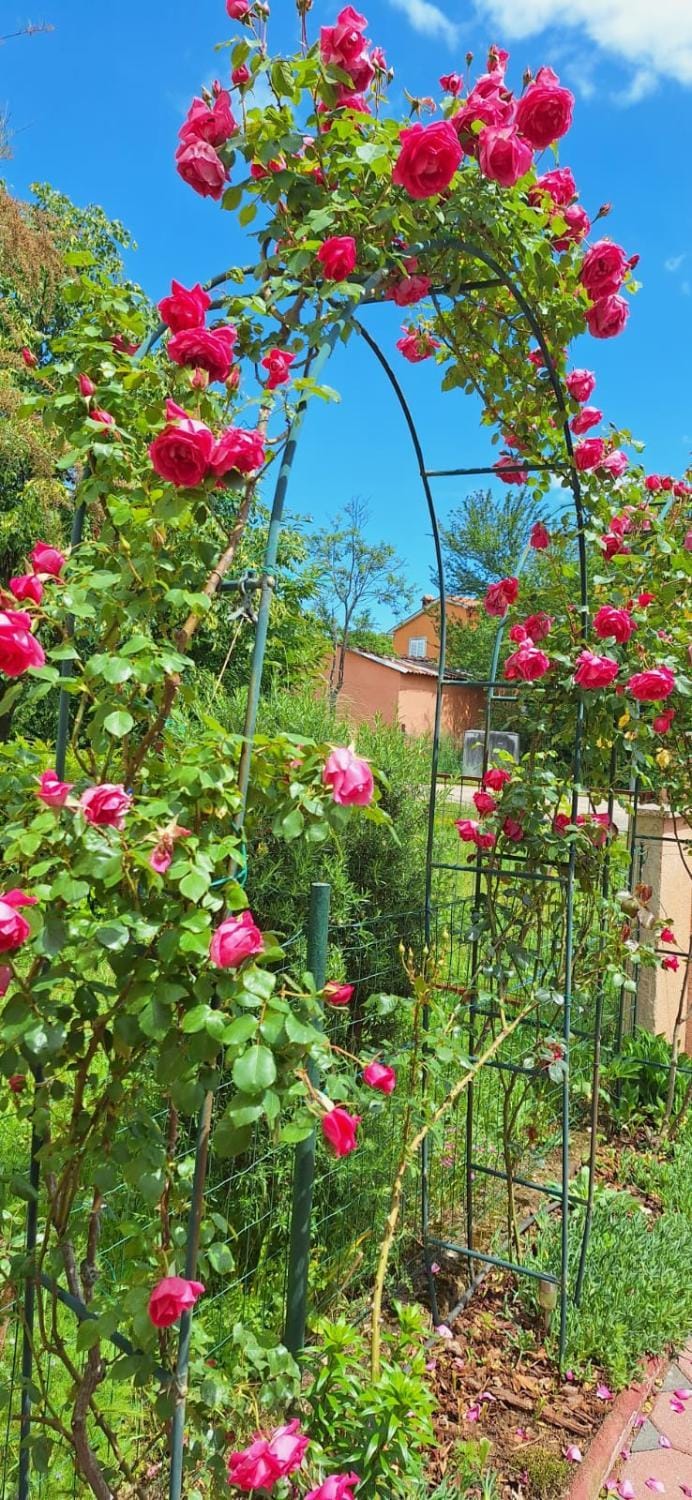 Spring, Day, Garden