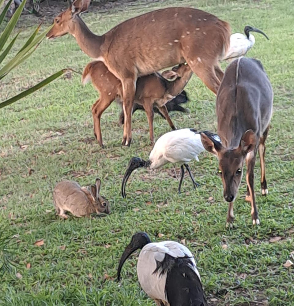 Animals