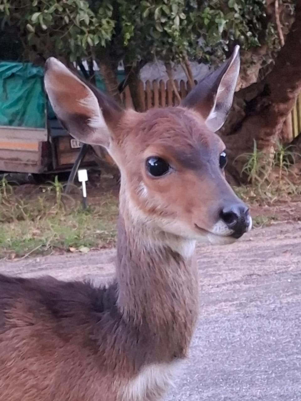 Animals