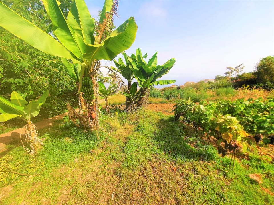 Natural landscape, Garden