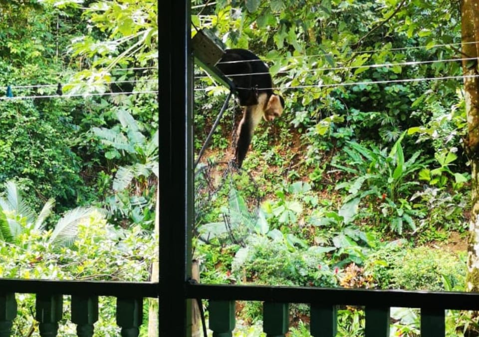 Garden, Balcony/Terrace, Garden view