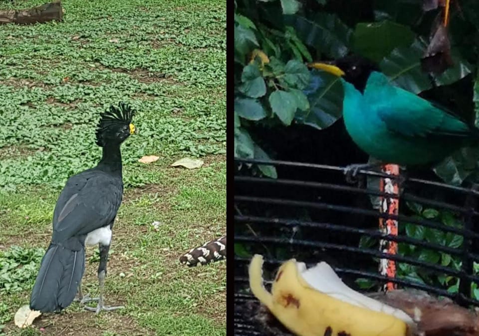 Garden, Animals