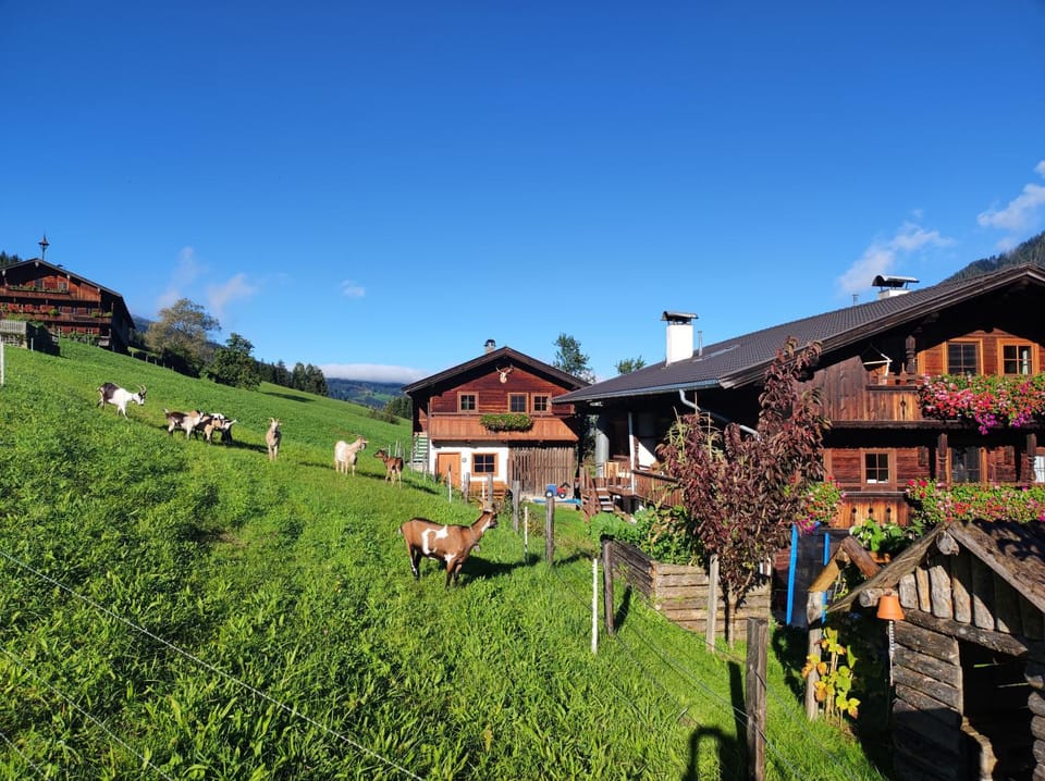 Property building, Animals