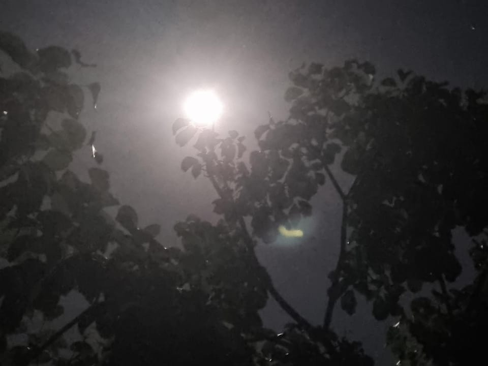 Night, Garden view