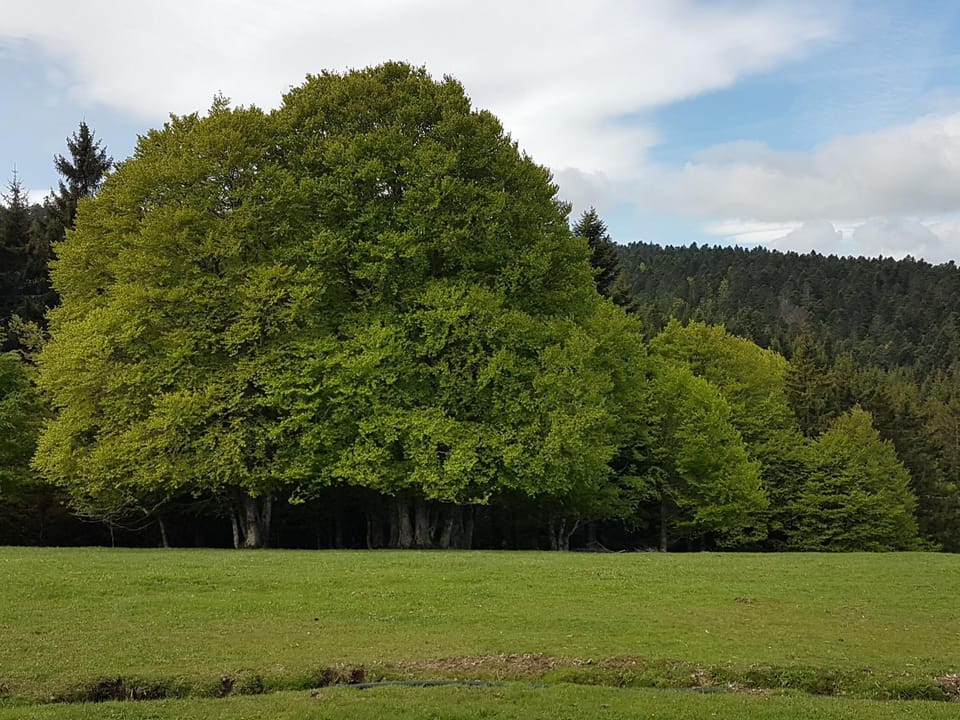 Domaine du Mas du Taillet Bed and Breakfast in Auvergne-Rhône-Alpes