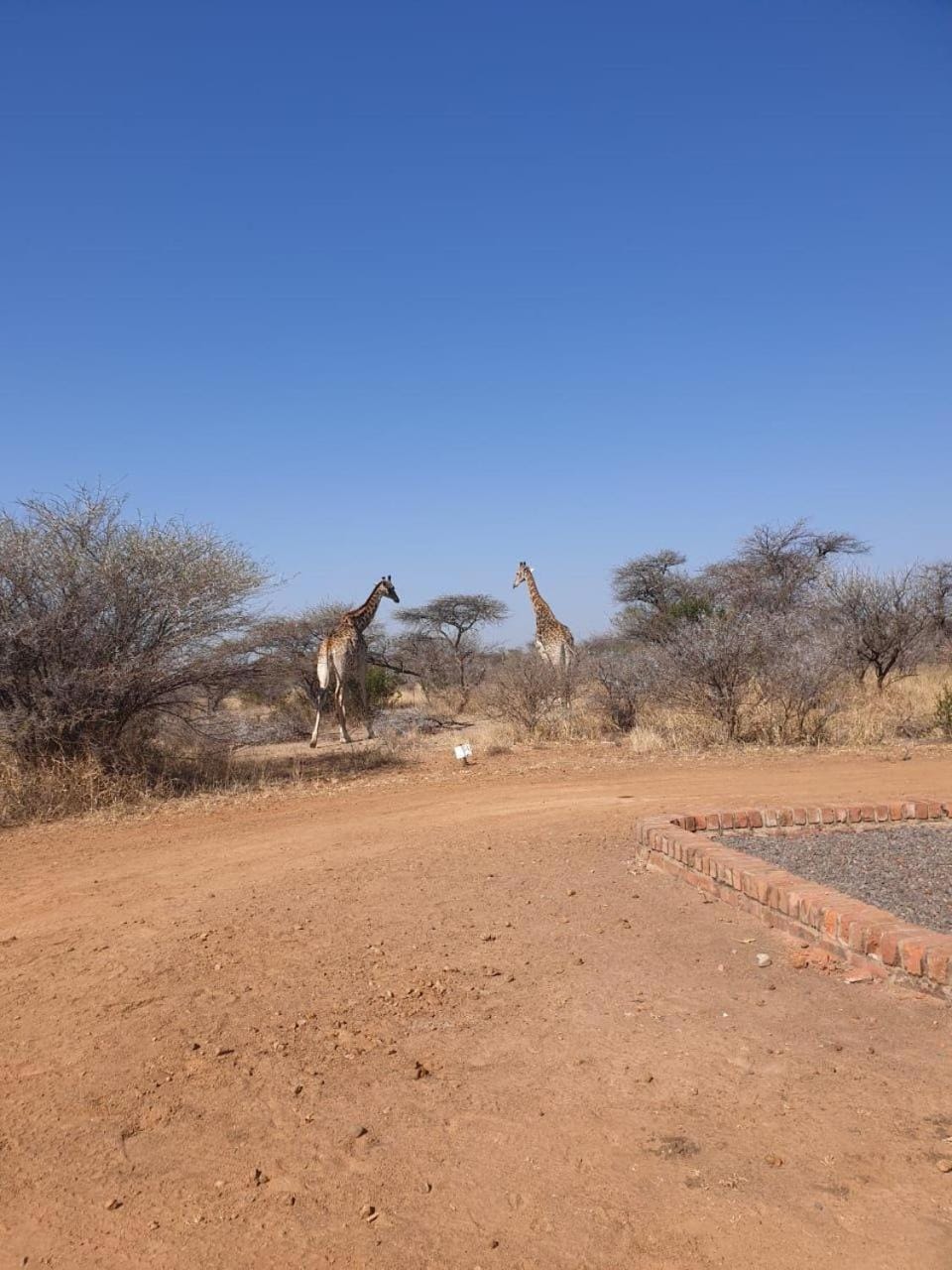 Natural landscape, Animals