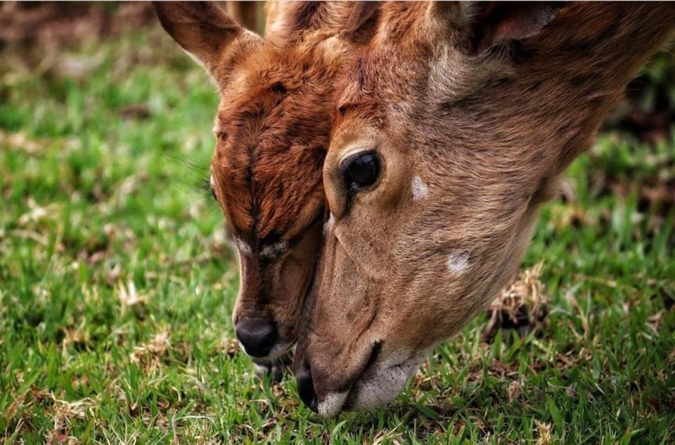 Animals