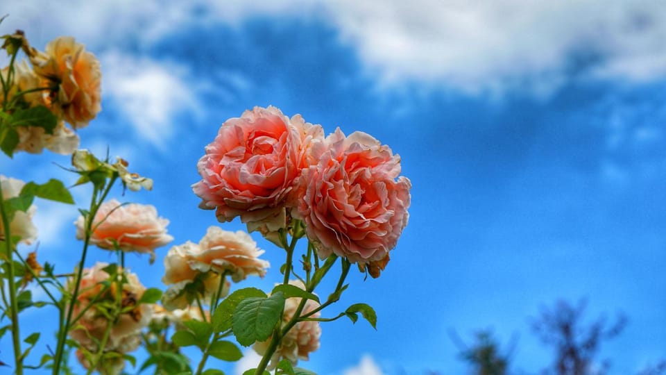 Bed & Breakfast Milù Bed and Breakfast in Liguria