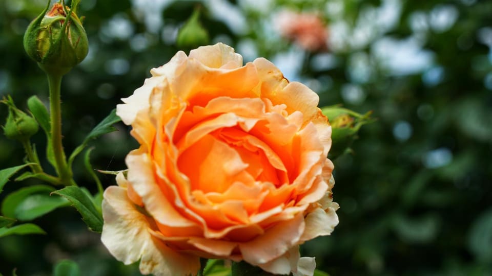 Bed & Breakfast Milù Bed and Breakfast in Liguria