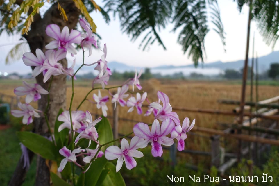 Natural landscape, Garden
