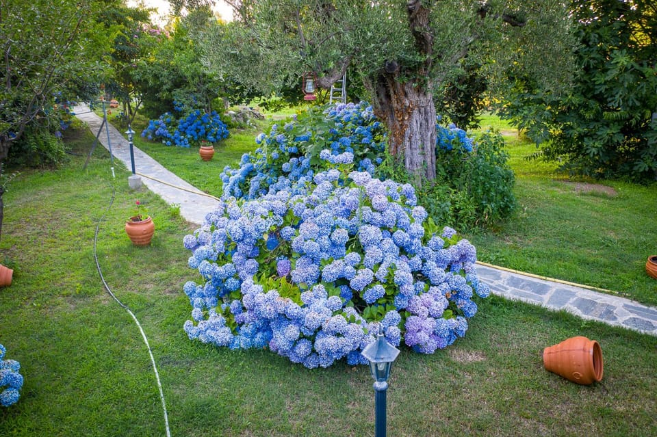 Spring, Garden, Garden view