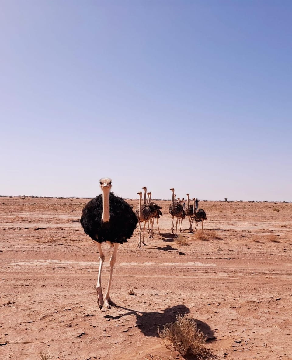 Day, Natural landscape, Animals
