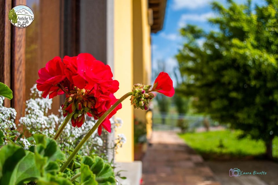 Property building, Day, Garden, Decorative detail