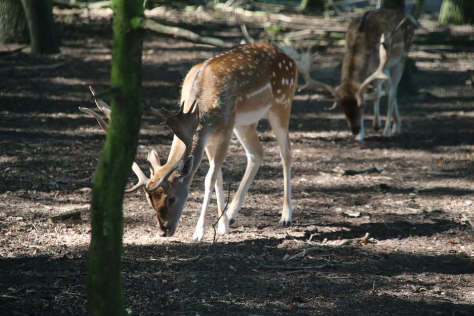Animals