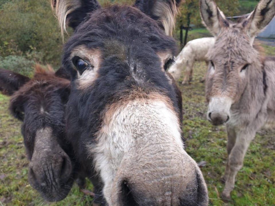 Animals