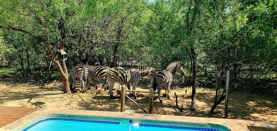 Loerie Escape - Marloth Park House in South Africa