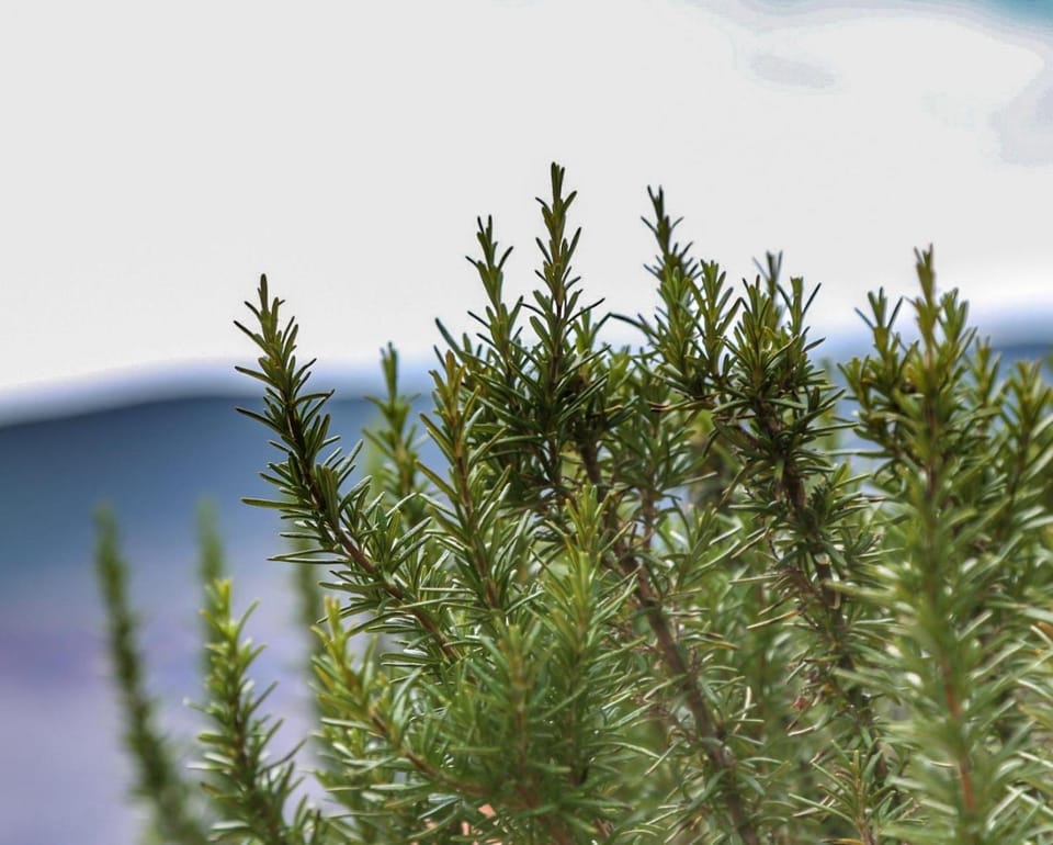 Magnolija apartmani Apartment in Dubrovnik-Neretva County