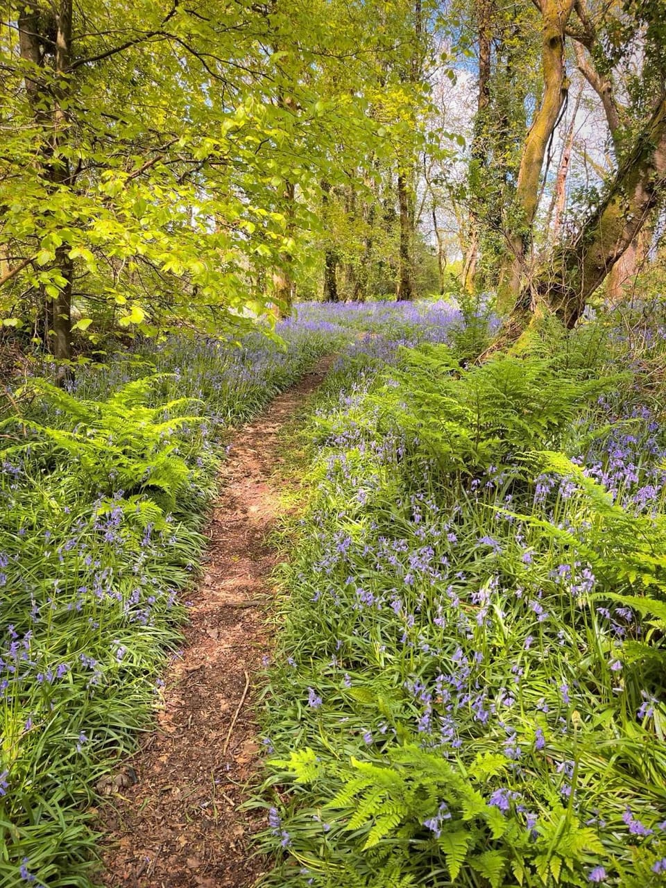 Primrose 17-Woodland Lodges-Carmarthen-Pembroke Chalet in Wales