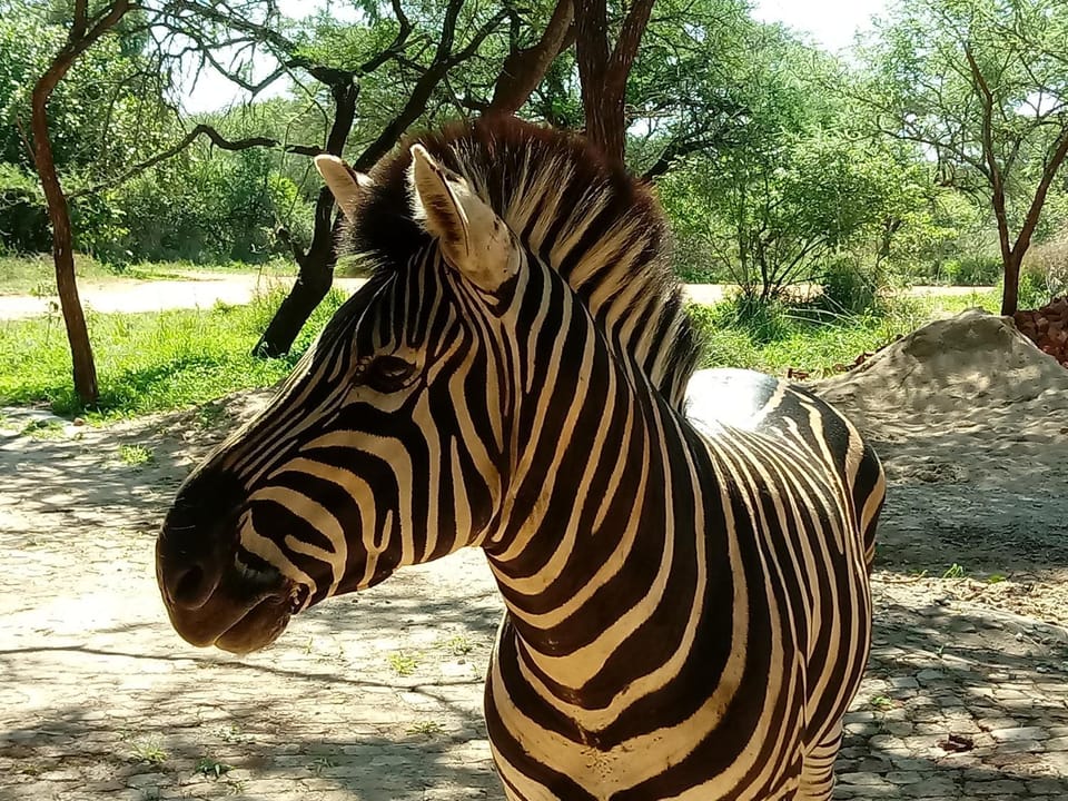 Animals